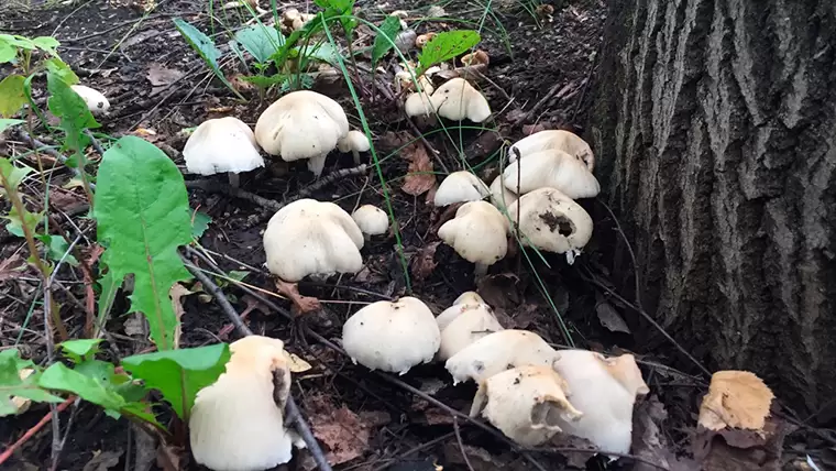 Как отличить съедобные «синие» грибы?