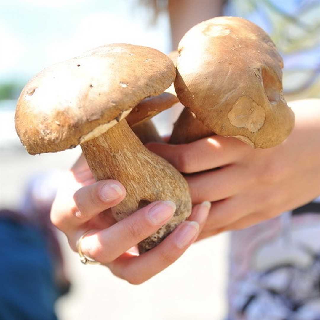 Рецепты с лесными грибами