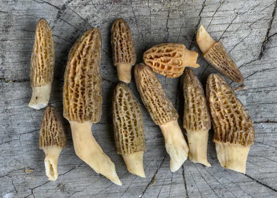 Ядовитые грибы татарстана