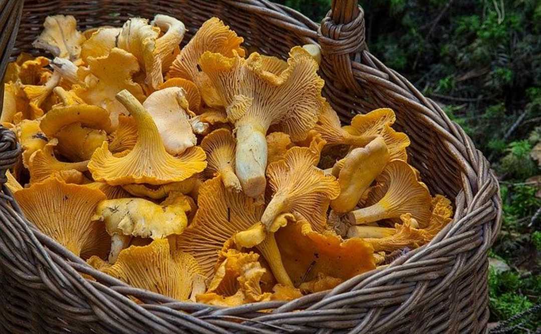 Ядовитые грибы тульской области фото и описание