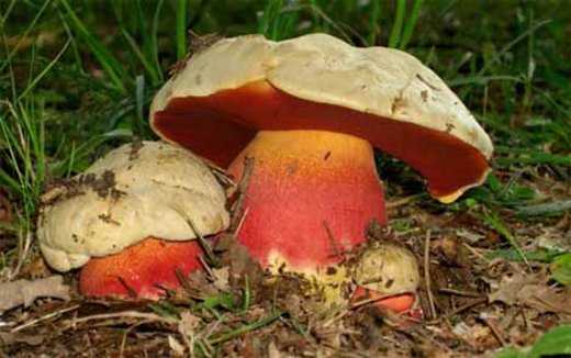 Предосторожности и правила хранения переработанных грибов