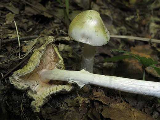 Ядовитые грибы урала фото и название