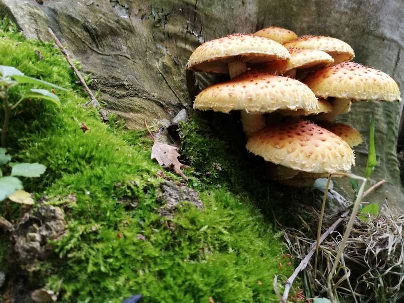 Какие грибы растут в Башкирии видео