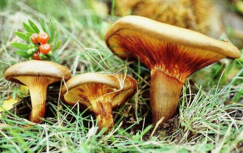 Ядовитые грибы в башкирии фото и название