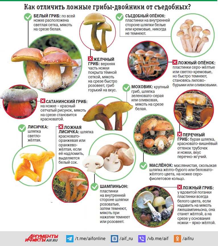 Определение ядовитых грибов люминесцентным методом Текст научной статьи по специальности «Прочие медицинские науки»