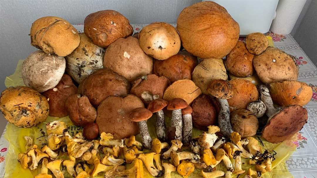 Ядовитые грибы в ломоносовском районе доклад