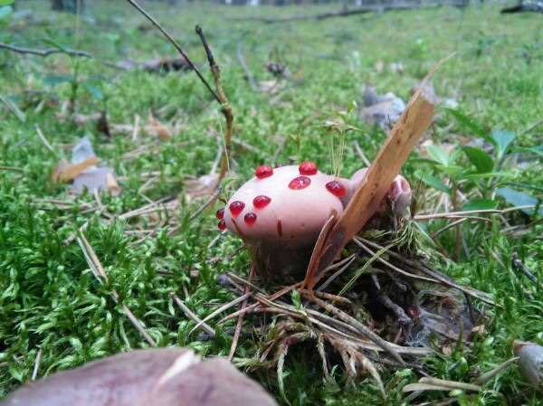 Опасность ядовитых грибов в регионе Тува.