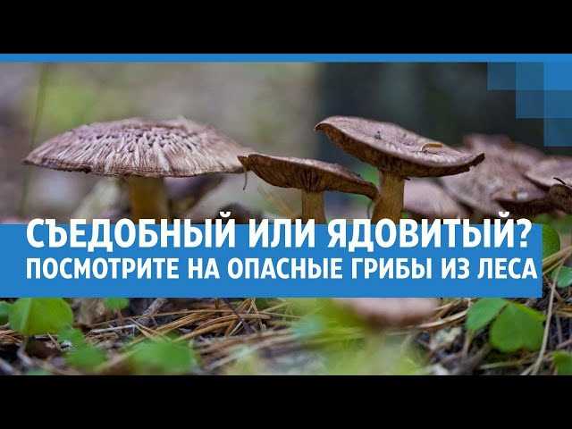 Видеоурок о ядовитых грибах.