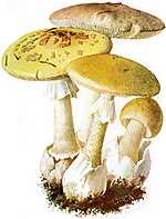 Характеристики ядовитых грибов на странице Википедии