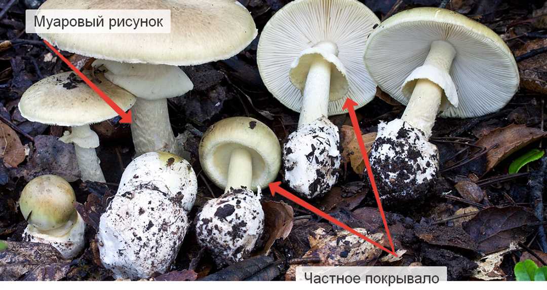 Видео о грибах Владимирской области