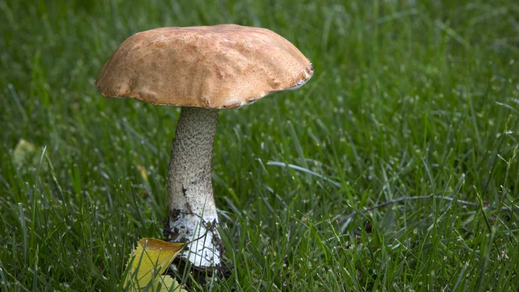 Съедобные грибы Владимирской области – места сбора
