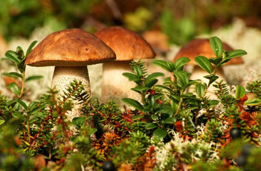 Ядовитые грибы владимирской области фото с названиями