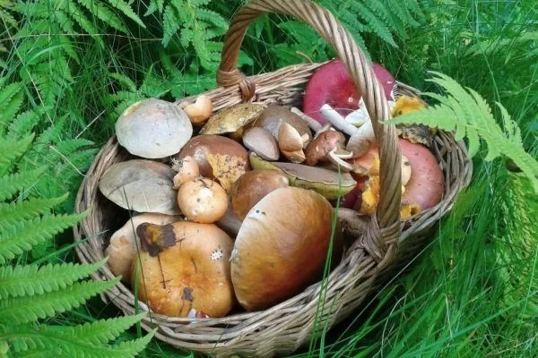 Ядовитые грибы вологодской области фото и название