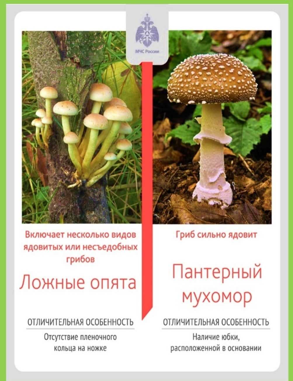 Опасные грибы, которые можно встретить в лесах Воронежской области — смотрите фото и узнавайте их названия!