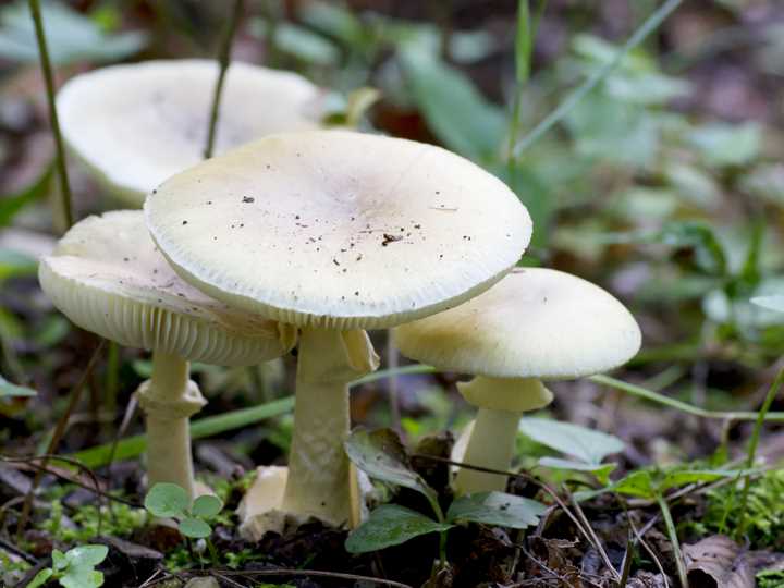 Категории съедобных грибов Хабаровского края