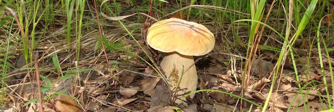 Описание и фотографии ядовитых грибов, обитающих в хабаровском крае