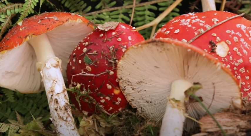 Видео о ядовитых грибах