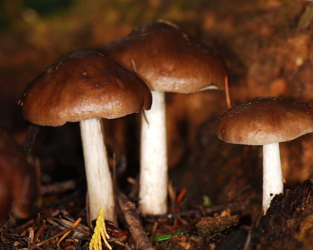 Ядовитые грибы ярославской области