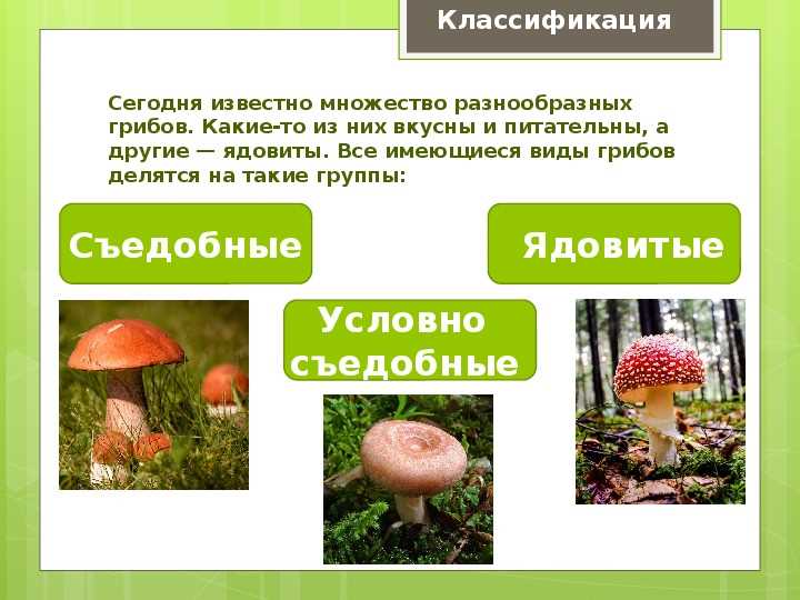 Ядовитые растения и грибы обж 8 класс