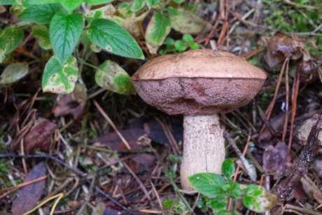 Вкусный или опасный? Ядовитые трубчатые грибы, которые растут у нас