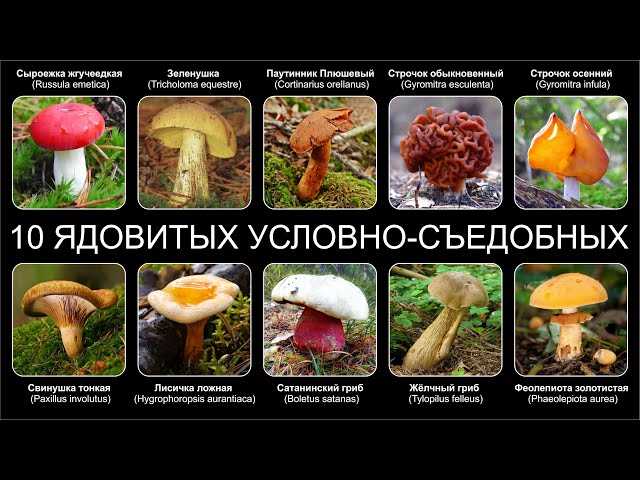 Фотографии и названия опасных трубчатых грибов.