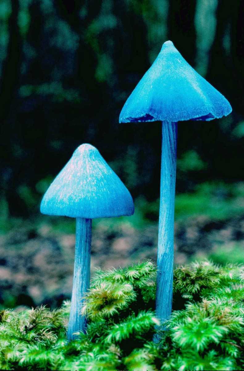Ядовитый голубой гриб