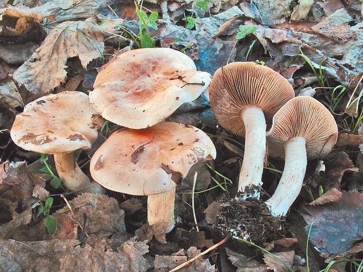 Ядовитый гриб болховского района