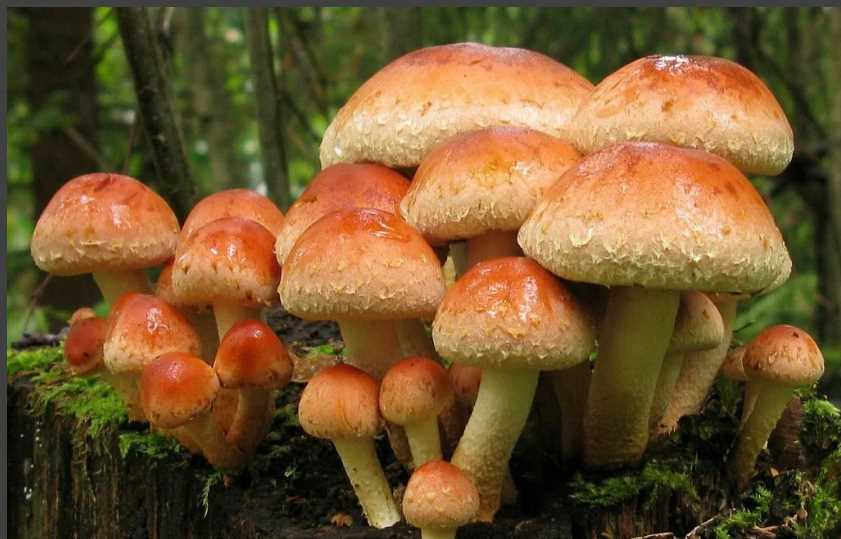 Съедобные и опасные грибы с красивой и заметной издалека красной шляпкой