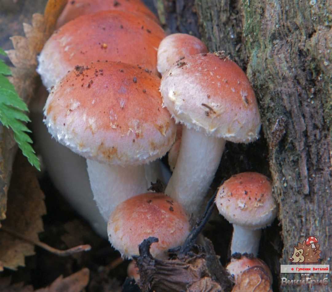 Несъедобные и ядовитые грибы с красной шляпкой