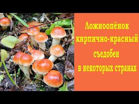 Ядовитый гриб ложноопенок кирпично красный