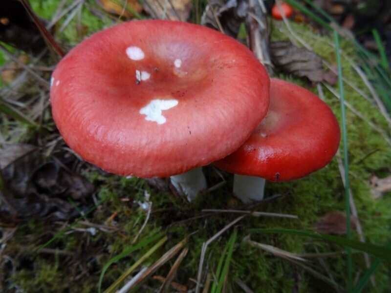 Съедобные и ядовитые грибы в Орловской области