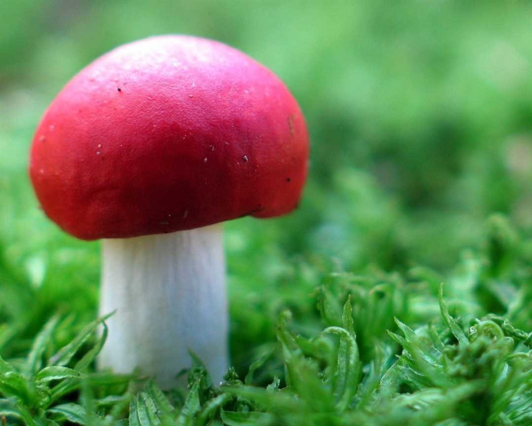 Опасный гриб с яркой красной шляпкой