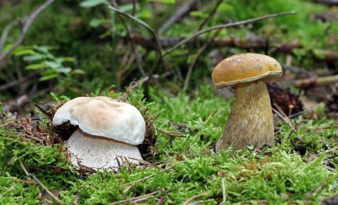 Микологи перечислили самые опасные лесные грибы