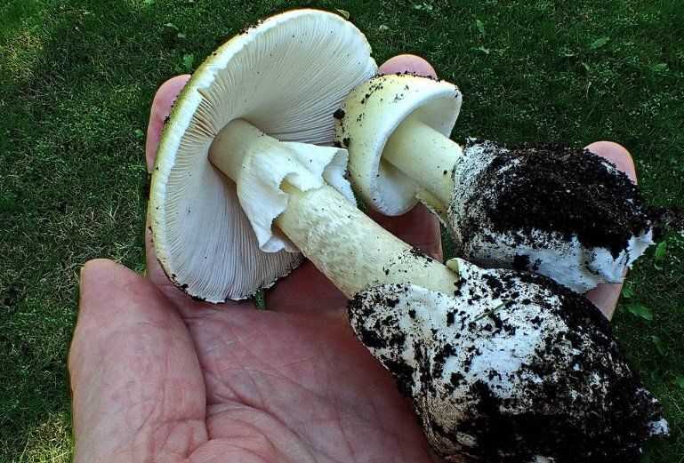 Ядовитый зеленый гриб