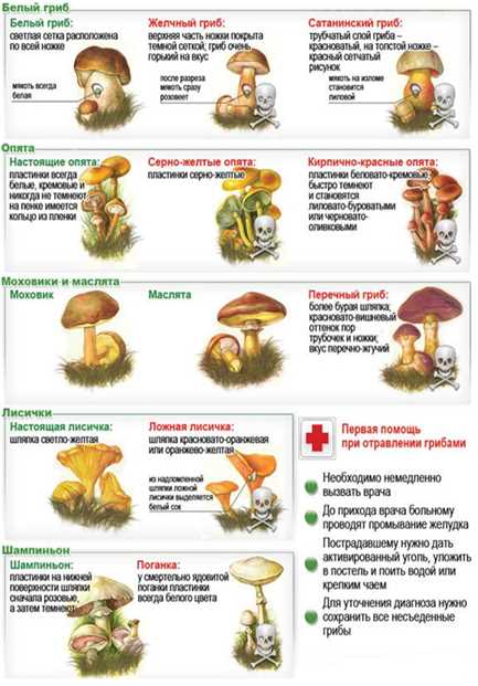 Названия и особенности ядовитых грибов — таблица.