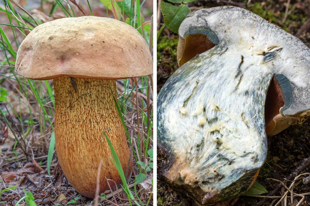Как отличить желчный гриб от съедобного белого гриба и от подберезовика?